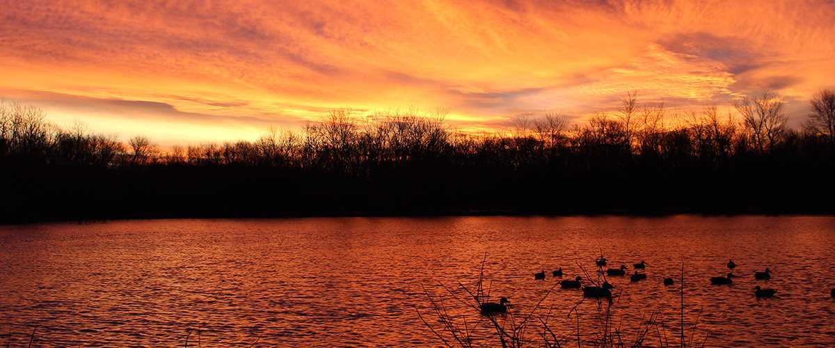 Ryan Savage sunrise duck decoys